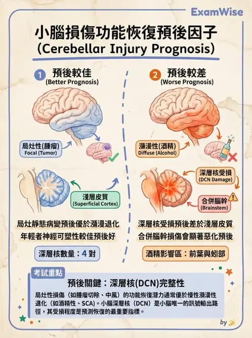 物治 - 小腦疾病物理治療 - AI 圖文解析預覽