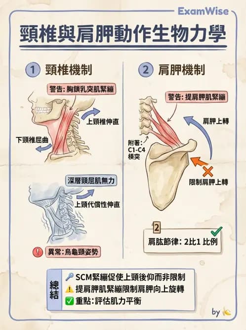 物治 - 頸椎評估與病理 - AI 圖文解析預覽