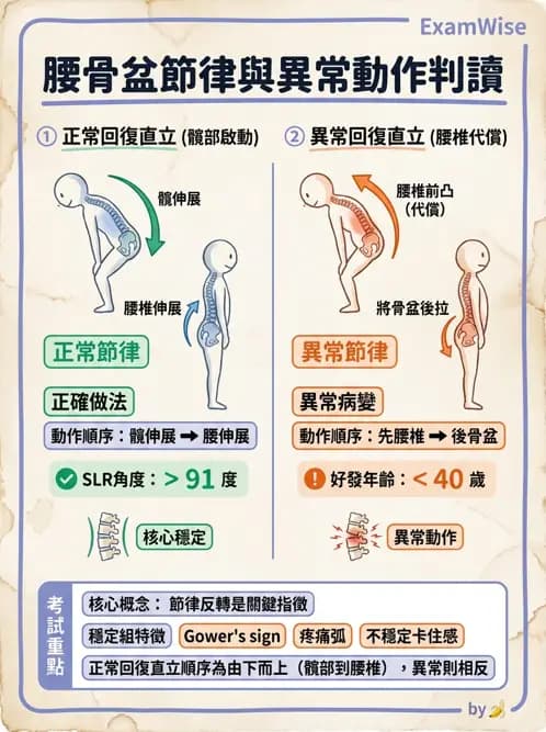 物治 - 腰椎穩定訓練與治療原則 - AI 圖文解析預覽