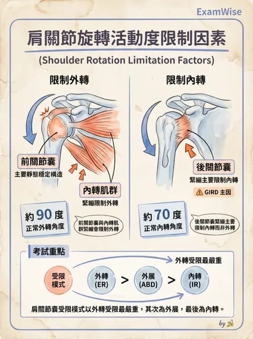 物治 - 冰凍肩與胸廓出口症候群 - AI 圖文解析預覽