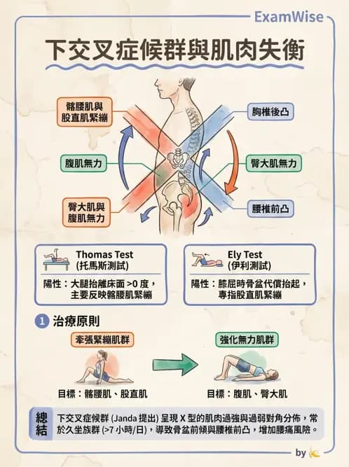 物治 - 髖關節解剖與評估 - AI 圖文解析預覽