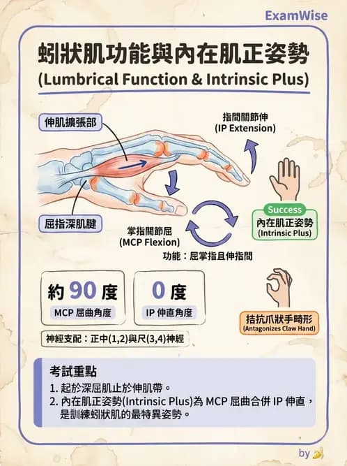 物治 - 手部肌腱損傷與變形 - AI 圖文解析預覽
