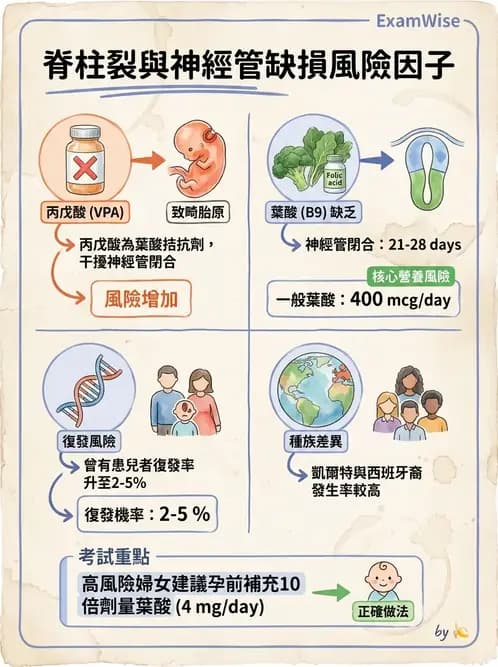 物治 - 脊柱裂、神經肌肉疾病與腦傷 - AI 圖文解析預覽