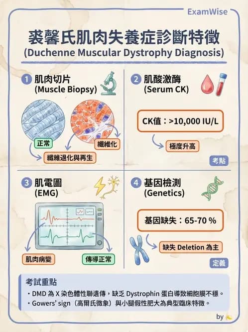 物治 - 脊柱裂、神經肌肉疾病與腦傷 - AI 圖文解析預覽