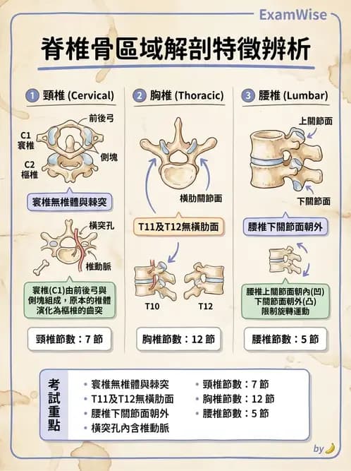 物治 - 骨骼與關節解剖 - AI 圖文解析預覽