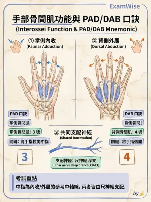 物治 - 上肢與頭頸肌肉解剖 - AI 圖文解析預覽
