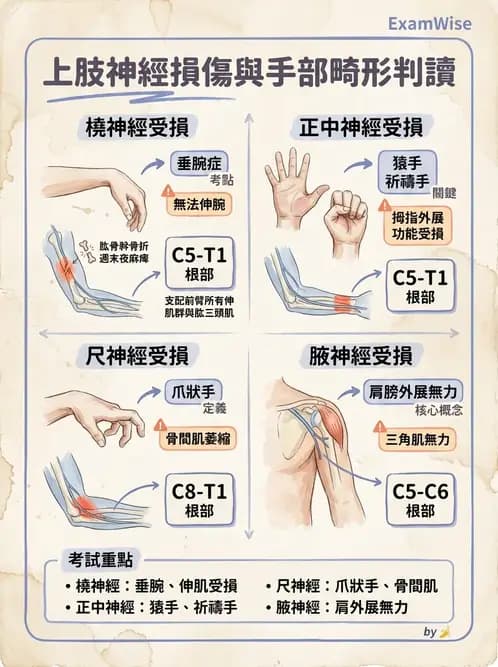 物治 - 周邊與自主神經解剖 - AI 圖文解析預覽