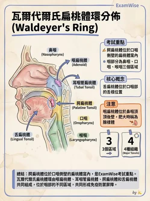 物治 - 呼吸系統解剖 - AI 圖文解析預覽