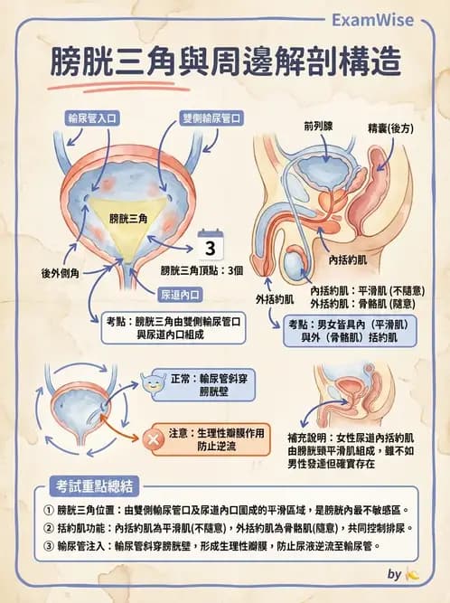 物治 - 消化泌尿生殖系統解剖 - AI 圖文解析預覽
