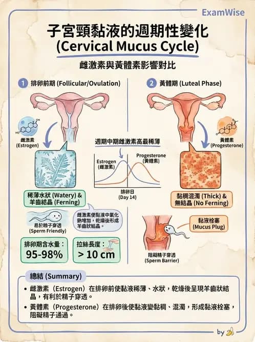 物治 - 免疫生殖與皮膚生理 - AI 圖文解析預覽