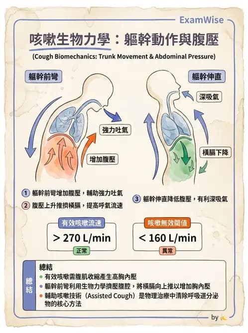 物治 - 呼吸生理 - AI 圖文解析預覽