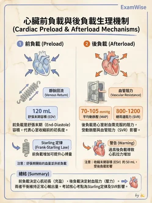 物治 - 心臟血管生理 - AI 圖文解析預覽
