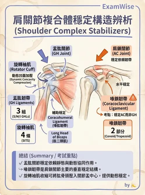 物治 - 肩關節複合體生物力學 - AI 圖文解析預覽