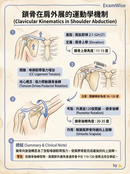 物治 - 肩關節複合體生物力學 - AI 圖文解析預覽