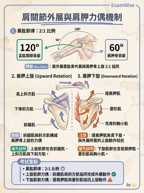 物治 - 肩關節複合體生物力學 - AI 圖文解析預覽