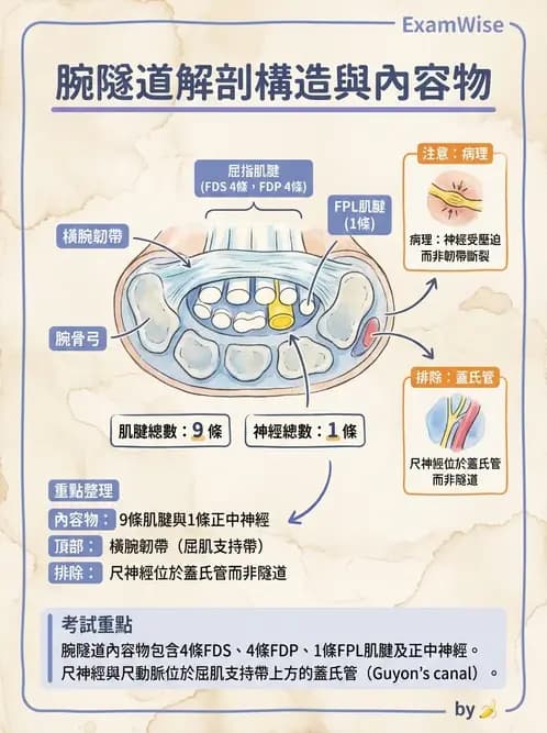 物治 - 腕關節生物力學 - AI 圖文解析預覽