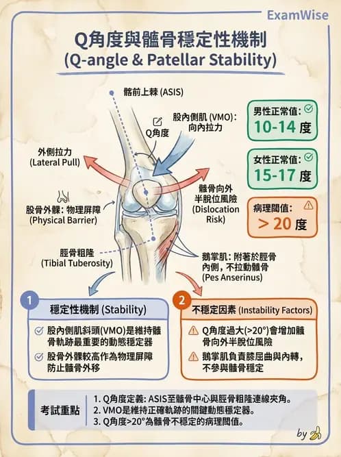 物治 - 膝關節肌動學與生物力學 - AI 圖文解析預覽
