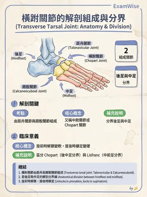 物治 - 踝與足部肌動學與生物力學 - AI 圖文解析預覽