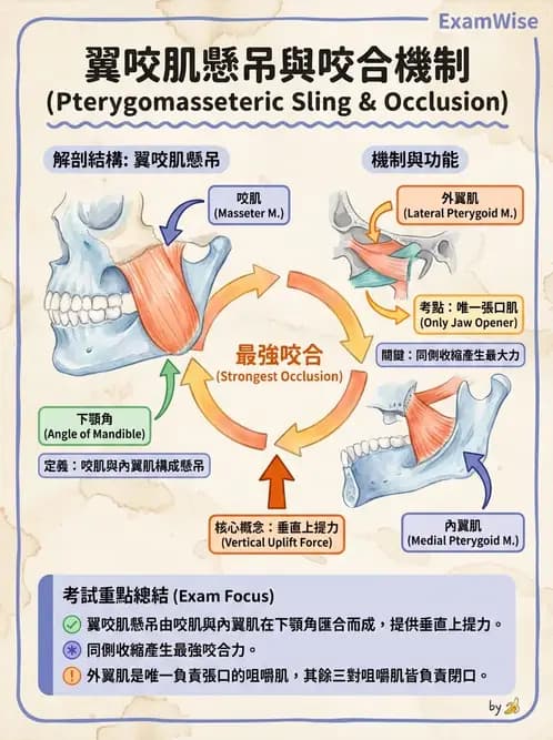 物治 - 顳顎關節肌動學與生物力學 - AI 圖文解析預覽