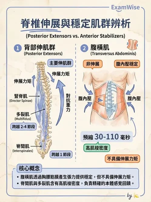 物治 - 軀幹肌動學與生物力學 - AI 圖文解析預覽