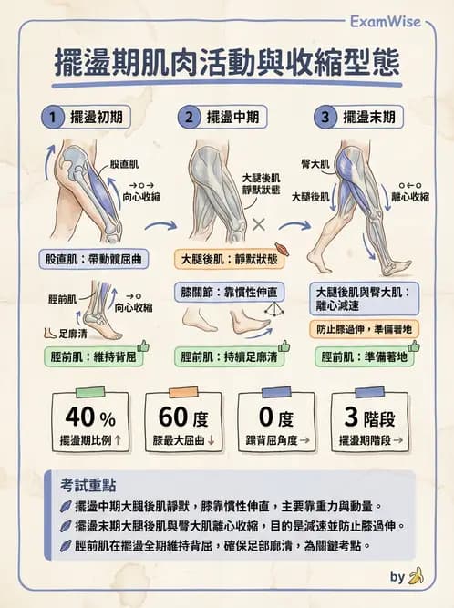 物治 - 步態週期與生物力學 - AI 圖文解析預覽