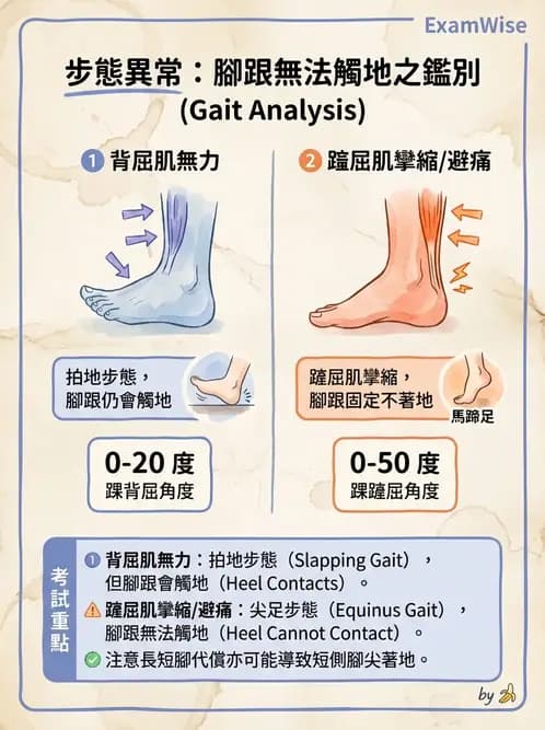 物治 - 異常步態與姿勢分析 - AI 圖文解析預覽