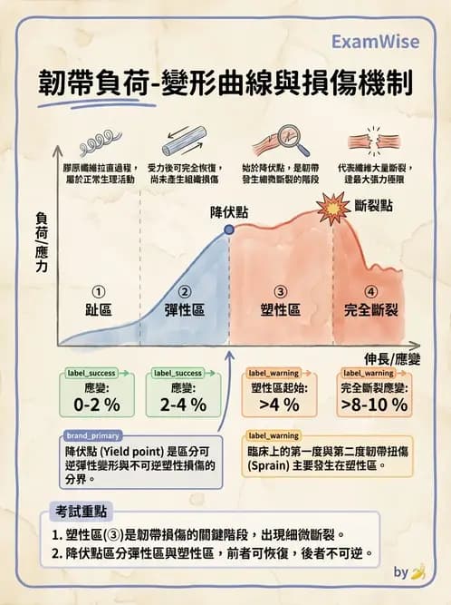 物治 - 組織生物力學 - AI 圖文解析預覽