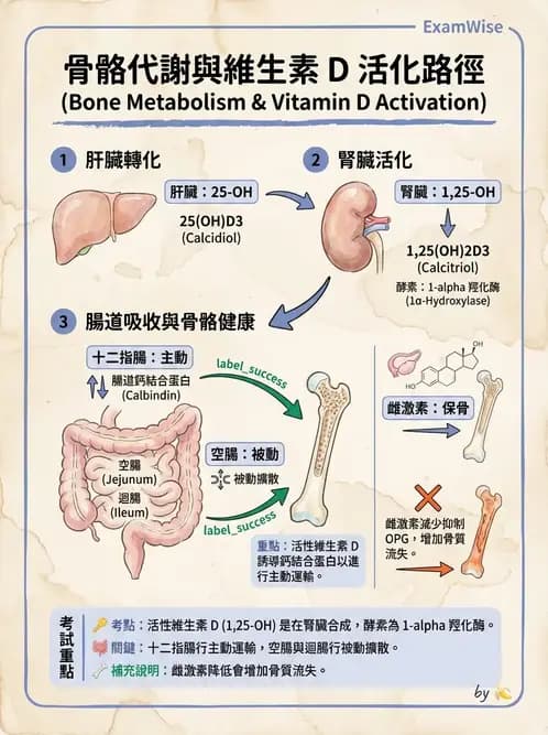 物治 - 骨科與外科疾病 - AI 圖文解析預覽