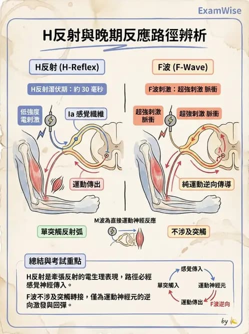 物治 - 電生理診斷 - AI 圖文解析預覽