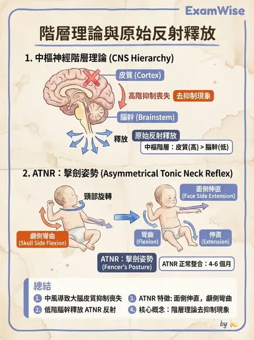 物治 - 腦中風治療手法應用 - AI 圖文解析預覽