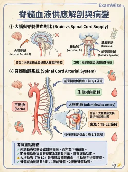 物治 - SCI評估分類與症候群 - AI 圖文解析預覽