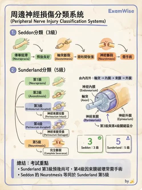 物治 - 周邊神經損傷與復健 - AI 圖文解析預覽