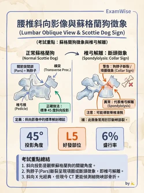 物治 - 腰椎椎間盤與脊椎狹窄 - AI 圖文解析預覽