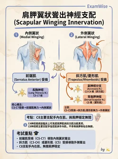 物治 - 肩胛生物力學與神經損傷 - AI 圖文解析預覽