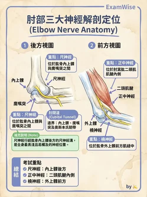 物治 - 肘及前臂關節 - AI 圖文解析預覽