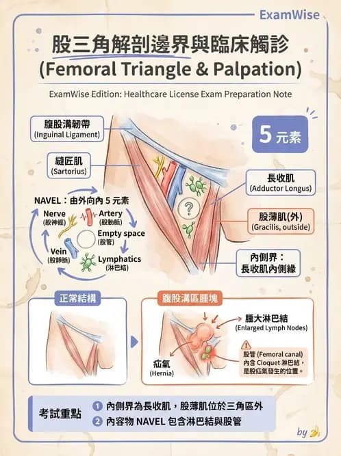 物治 - 髖關節解剖與評估 - AI 圖文解析預覽