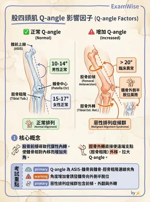 物治 - 髕股關節疼痛與伸展機制 - AI 圖文解析預覽