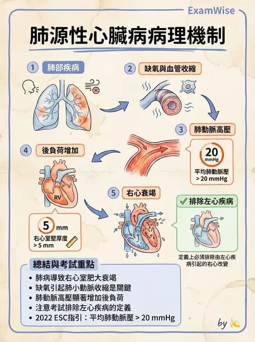 物治 - 循環解剖、生理與血流動力學 - AI 圖文解析預覽