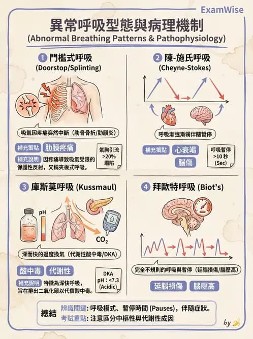 物治 - 呼吸解剖、生理與力學 - AI 圖文解析預覽
