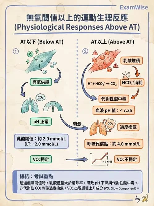 物治 - 運動生理學與能量代謝 - AI 圖文解析預覽