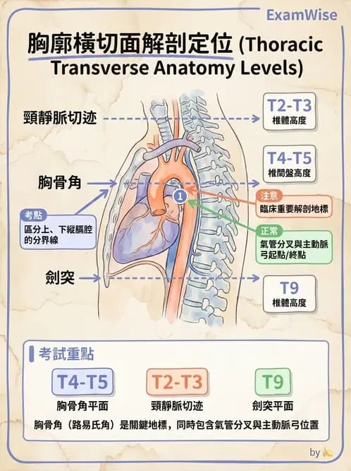 物治 - 骨骼與關節解剖 - AI 圖文解析預覽