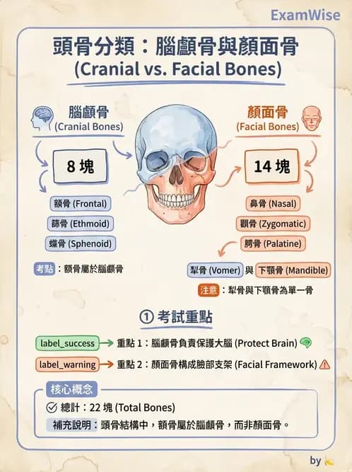 物治 - 骨骼與關節解剖 - AI 圖文解析預覽