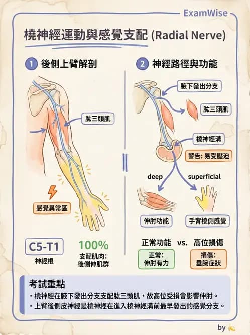 物治 - 周邊與自主神經解剖 - AI 圖文解析預覽