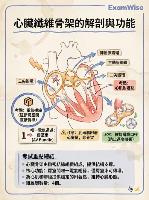 物治 - 心臟血管與血液解剖 - AI 圖文解析預覽