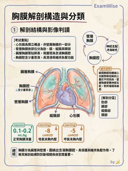 物治 - 呼吸系統解剖 - AI 圖文解析預覽