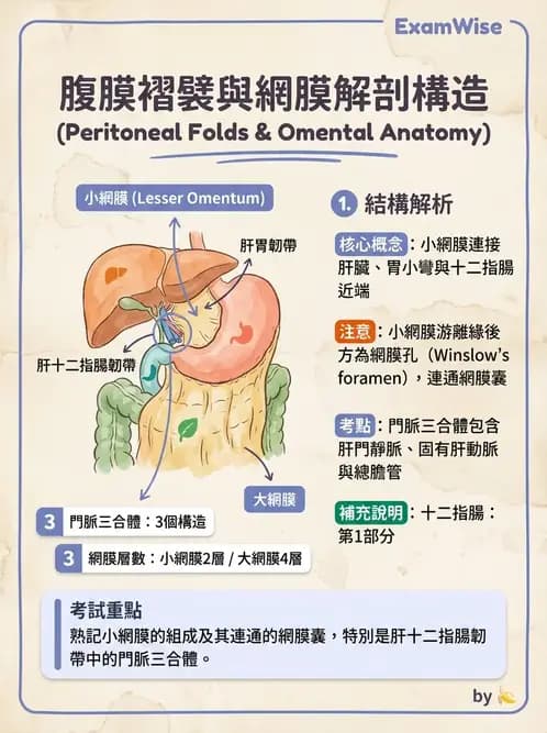 物治 - 消化泌尿生殖系統解剖 - AI 圖文解析預覽
