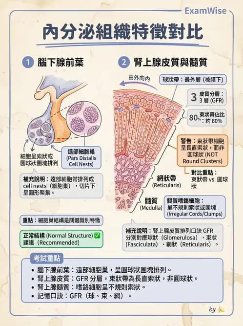 物治 - 內分泌與皮膚解剖 - AI 圖文解析預覽