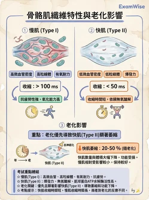 物治 - 肌肉收縮與纖維特性 - AI 圖文解析預覽