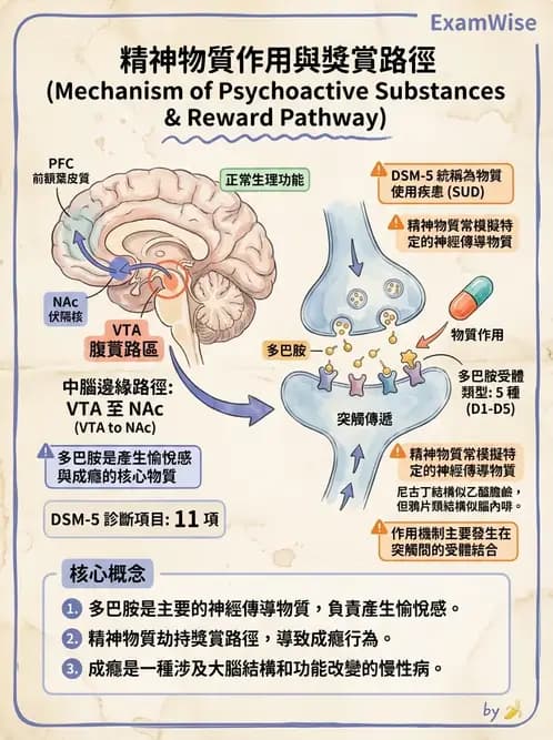 物治 - 神經系統生理 - AI 圖文解析預覽