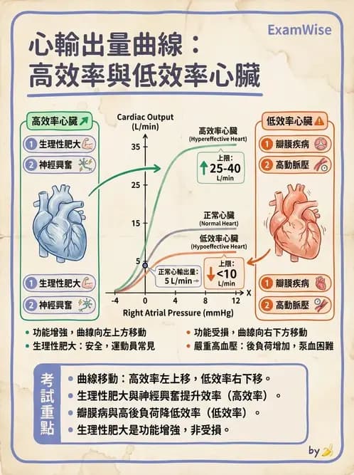物治 - 心臟血管生理 - AI 圖文解析預覽